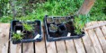 /album/fotogalerie-k-olesaku-jsme-vysadili-100-rostlin-a-2-stromy/img-20190427-110747-resized-20190428-112912508-jpg/